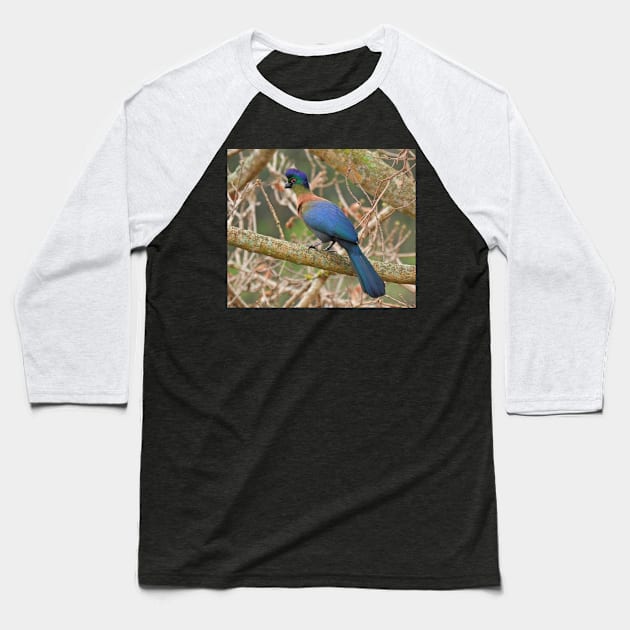 Purple-crested Turaco Baseball T-Shirt by Spazashop Designs